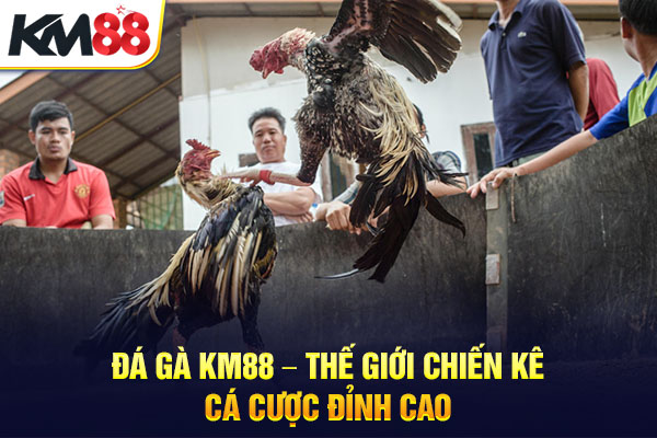 Đá Gà KM88 – Thế Giới Chiến Kê, Cá Cược Đỉnh Cao