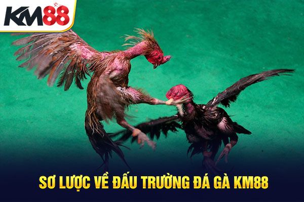 Sơ lược về đấu trường đá gà KM88